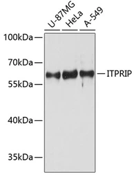 Anti-ITPRIP antibody used in Western Blot (WB). GTX64948