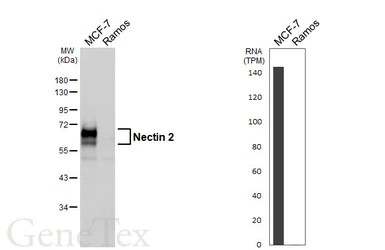 Anti-Nectin 2 antibody [GT439] used in Western Blot (WB). GTX649488