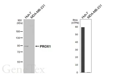Anti-PROX1 antibody [HL6773] used in Western Blot (WB). GTX649504