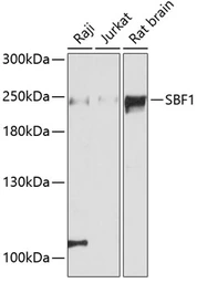 Anti-SBF1 antibody used in Western Blot (WB). GTX64951
