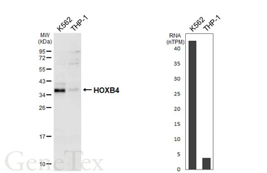 Anti-HOXB4 antibody [HL6779] used in Western Blot (WB). GTX649510