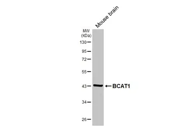 Anti-BCAT1 antibody [HL6780] used in Western Blot (WB). GTX649511