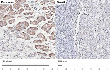 Anti-BCAT1 antibody [HL6780] used in IHC (Paraffin sections) (IHC-P). GTX649511