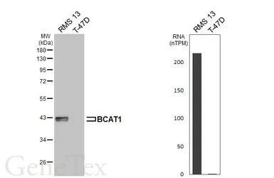 Anti-BCAT1 antibody [HL6782] used in Western Blot (WB). GTX649513