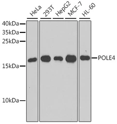 Anti-POLE4 antibody used in Western Blot (WB). GTX64960