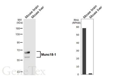 Anti-Munc18-1 antibody [HL6800] used in Western Blot (WB). GTX649614