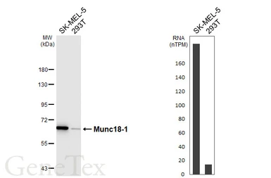 Anti-Munc18-1 antibody [HL6800] used in Western Blot (WB). GTX649614