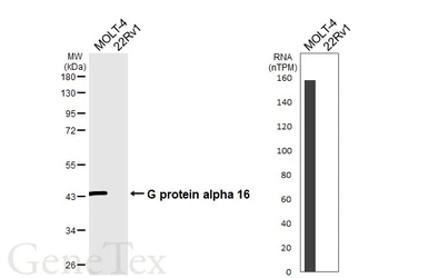 Anti-G protein alpha 16 antibody [HL6802] used in Western Blot (WB). GTX649616