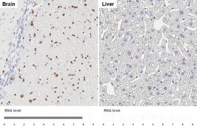 Anti-OLIG2 antibody [HL6811] used in IHC (Paraffin sections) (IHC-P). GTX649625