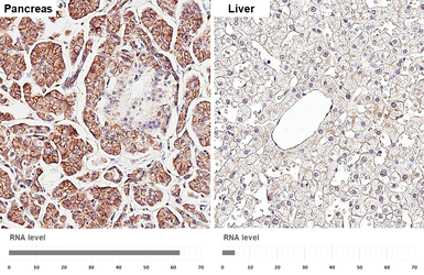 Anti-Claudin 4 antibody [HL6838] used in IHC (Paraffin sections) (IHC-P). GTX649652