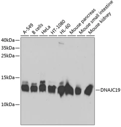 Anti-DNAJC19 antibody used in Western Blot (WB). GTX64966