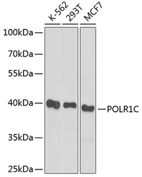 Anti-POLR1C antibody used in Western Blot (WB). GTX64968
