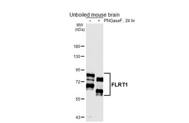 Anti-FLRT1 antibody [HL6852] used in Western Blot (WB). GTX649696