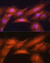 Anti-HINT1 antibody used in Immunocytochemistry/ Immunofluorescence (ICC/IF). GTX64971