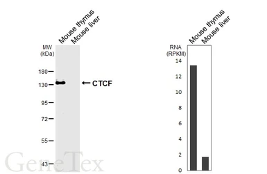 Anti-CTCF antibody [HL6877] used in Western Blot (WB). GTX649721