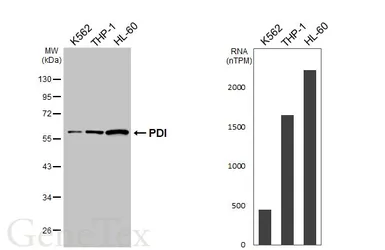 Anti-PDI antibody [HL6879] used in Western Blot (WB). GTX649731