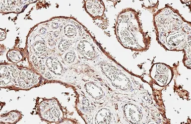 Anti-PDI antibody [HL6879] used in IHC (Paraffin sections) (IHC-P). GTX649731