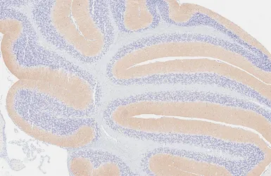 Anti-SHANK1 antibody [HL6884] used in IHC (Paraffin sections) (IHC-P). GTX649736