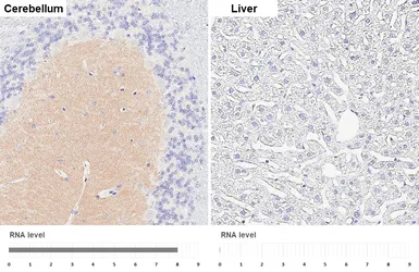 Anti-SHANK1 antibody [HL6884] used in IHC (Paraffin sections) (IHC-P). GTX649736