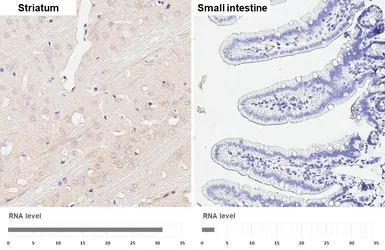Anti-BAIAP2 antibody [HL6889] used in IHC (Paraffin sections) (IHC-P). GTX649741