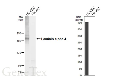 Anti-Laminin alpha 4 antibody [HL6904] used in Western Blot (WB). GTX649756