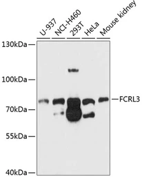 Anti-FcRL3 antibody used in Western Blot (WB). GTX64976