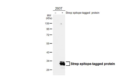Anti-Strep epitope Tag antibody [GT661-CHK] used in Western Blot (WB). GTX649776