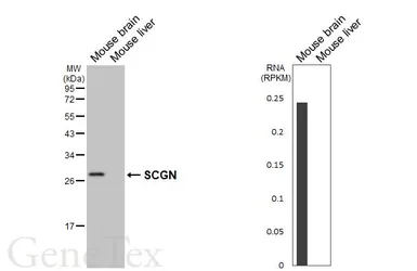 Anti-SCGN antibody [HL6925] used in Western Blot (WB). GTX649782