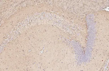 Anti-EAAT2 antibody [HL6927] used in IHC (Paraffin sections) (IHC-P). GTX649784