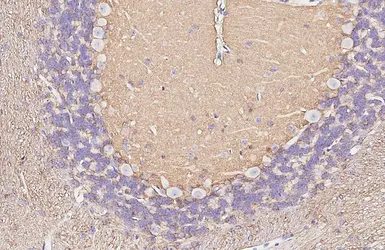 Anti-EAAT2 antibody [HL6927] used in IHC (Paraffin sections) (IHC-P). GTX649784