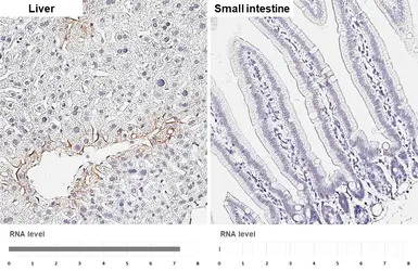 Anti-EAAT2 antibody [HL6927] used in IHC (Paraffin sections) (IHC-P). GTX649784