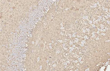 Anti-EAAT2 antibody [HL6927] used in IHC (Paraffin sections) (IHC-P). GTX649784