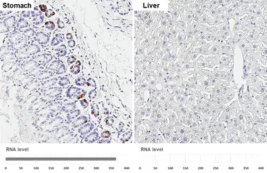 Anti-Gastrin antibody [HL6931] used in IHC (Paraffin sections) (IHC-P). GTX649788