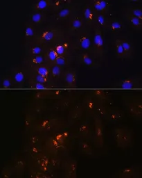 Anti-POFUT2 antibody used in Immunocytochemistry/ Immunofluorescence (ICC/IF). GTX64979