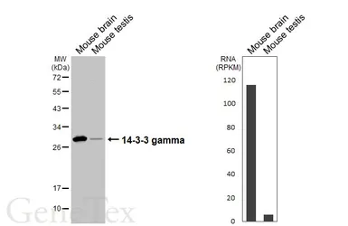 Anti-14-3-3 gamma antibody [HL6933] used in Western Blot (WB). GTX649790