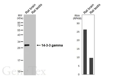 Anti-14-3-3 gamma antibody [HL6933] used in Western Blot (WB). GTX649790