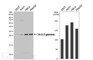 Anti-14-3-3 gamma antibody [HL6933] used in Western Blot (WB). GTX649790