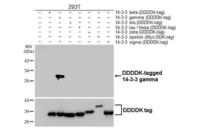 Anti-14-3-3 gamma antibody [HL6933] used in Western Blot (WB). GTX649790