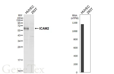 Anti-ICAM2 antibody [HL6943] used in Western Blot (WB). GTX649800