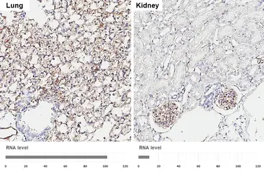 Anti-ICAM2 antibody [HL6943] used in IHC (Paraffin sections) (IHC-P). GTX649800