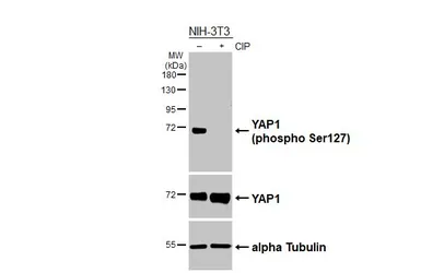 Anti-YAP1 (phospho Ser127) antibody [HL6952] used in Western Blot (WB). GTX649809