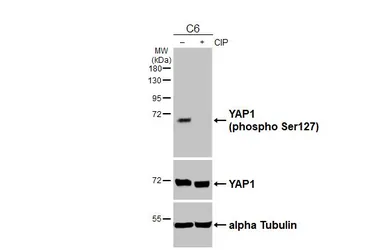 Anti-YAP1 (phospho Ser127) antibody [HL6952] used in Western Blot (WB). GTX649809