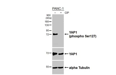 Anti-YAP1 (phospho Ser127) antibody [HL6952] used in Western Blot (WB). GTX649809