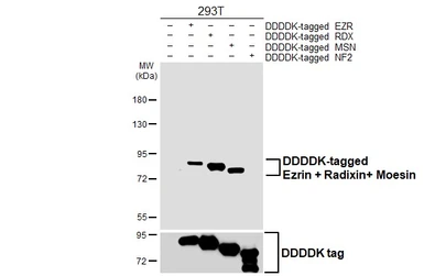 Anti-Ezrin + Radixin + Moesin antibody [HL6955] used in Western Blot (WB). GTX649812