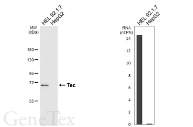 Anti-Tec antibody [HL6960] used in Western Blot (WB). GTX649817