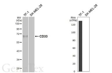 Anti-CD33 antibody [HL6967] used in Western Blot (WB). GTX649829