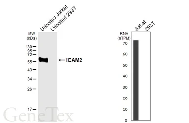 Anti-ICAM2 antibody [HL6972] used in Western Blot (WB). GTX649834