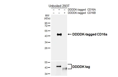Anti-CD16a antibody [HL6978] used in Western Blot (WB). GTX649840