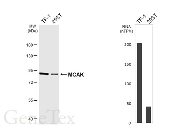 Anti-MCAK antibody [HL6980] used in Western Blot (WB). GTX649842