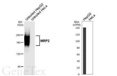 Anti-MRP2 antibody [HL6985] used in Western Blot (WB). GTX649847
